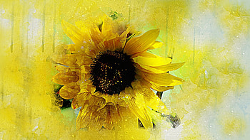 Sunflower Art, summer, splatter, fall, autumn, Firefox Persona theme, sunflower, artistic HD wallpaper