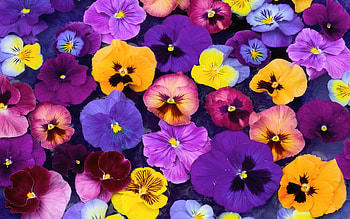 Pansies, nature, color, flower HD wallpaper