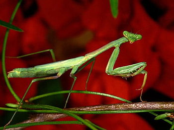YOU TALKIN' TA ME???, mantiss, gardens, green, red, insects, flowers HD wallpaper