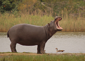 Ryan Walker, Hippo , Posted HD wallpaper