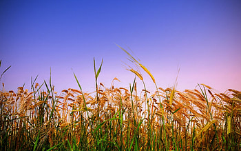 Plants, Wheat HD wallpaper