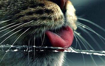 Water, Macro, Cat, Muzzle, Drink, Mustache, Moustache, Language, Tongue HD wallpaper