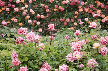 pink rose garden, pink roses, garden, flowers, spring HD wallpaper