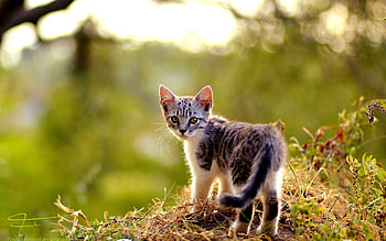 Animals, Grass, Autumn, Leaves, Kitty, Kitten HD wallpaper