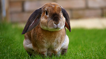 Animals, Grass, Nice, Sweetheart, Is Sitting, Sits, Rabbit HD wallpaper