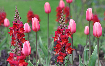 Flowers, Tulips, Plant, Stem, Stalk HD wallpaper