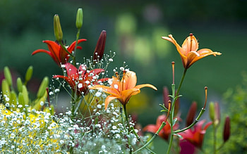 Spring Garden, beautiful, flowers, spring, lilies HD wallpaper