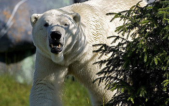 Animals, Trees, Grass, Bear, Large, Big HD wallpaper