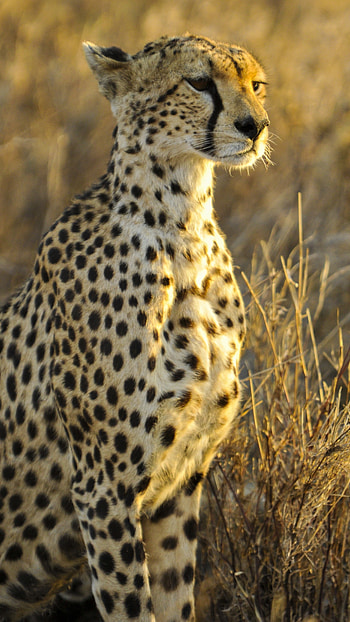Cheetah, Jungle Animal Cheetah HD phone wallpaper