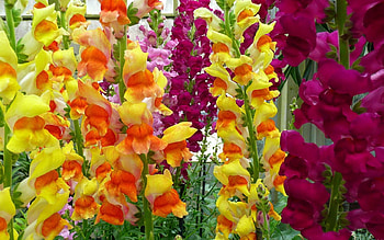 Flowers, Gladiolus, Bright, Multicolored, Greens, Garden HD wallpaper