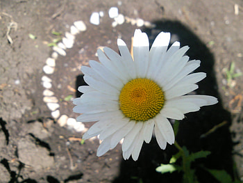 Plants, Flowers, Camomile HD wallpaper