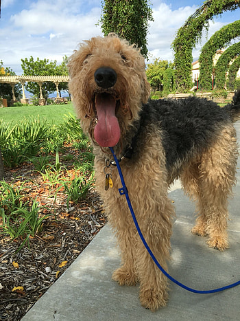 Airedoodle, Airedale terrier mix, Hybrid dogs, Adorable HD phone wallpaper