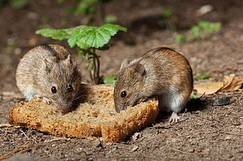 Explore Rat Kingdom, Rat graphy, Rat Love, Rat Admiration HD wallpaper
