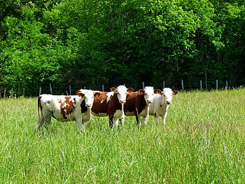 farm animal , Detailed and realistic, Authentic farmyard beauty, Immersive nature HD wallpaper