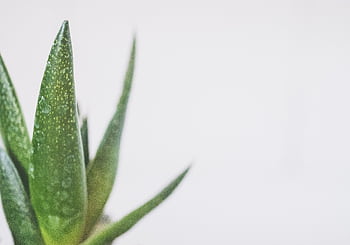 Close-up of a green aloe vera plant with water droplets on a white background, ideal for minimalist designs. HD wallpaper