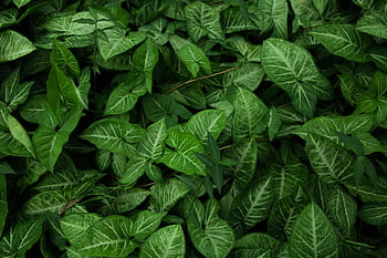 A vivid close-up of lush green leaves, capturing nature's beauty in vibrant detail. HD wallpaper