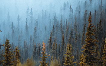 Pine Trees Fog Forest , pine, fog, trees, forest, nature, drone-view HD wallpaper