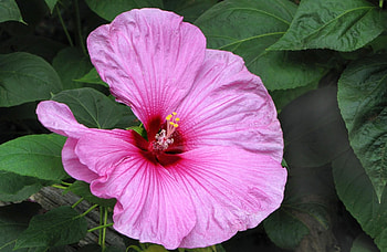 Flowers, Leaves, Close-Up, Bloom, Flowering, Greens, Hibiscus HD wallpaper