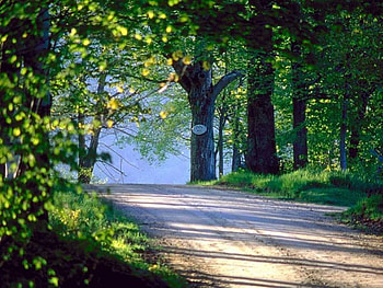 Down the road, trees, spring, dirt road HD wallpaper