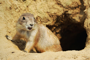 Interesting Prairie Dog Facts, Lesser known trivia HD wallpaper