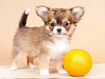 Cute Puppy, dog, animal, puppy, ball, baby HD wallpaper