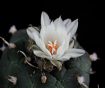cactus, white, bloom, flower HD wallpaper