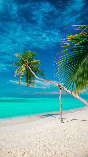 nature, beach HD phone wallpaper