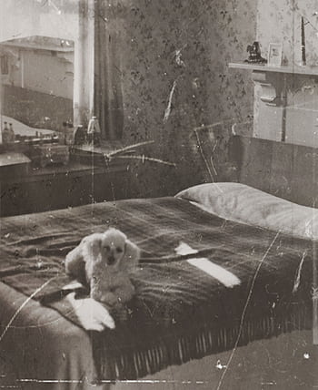 A charming white poodle rests on a bed in an antique-styled bedroom with a vintage feel. HD phone wallpaper
