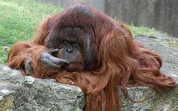 Animals, Sit, Fluffy, Monkey, Fur HD wallpaper