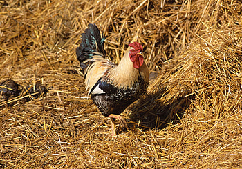 Animals, Bird, Stroll, Straw, Cock, Rooster HD wallpaper