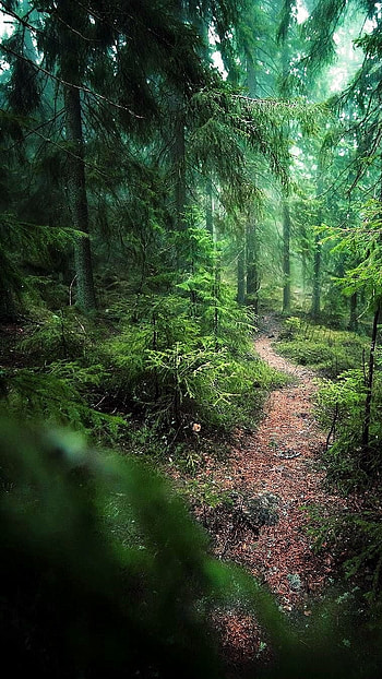 Forest, Green Forest HD phone wallpaper