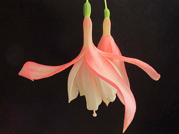Fuschia on black, pink, black, pair, Fuschia, flowers, beauty HD wallpaper