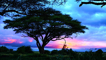 Acacia tree at sunrise in Amboseli, Kenya, landscape, trees, clouds, sky HD wallpaper