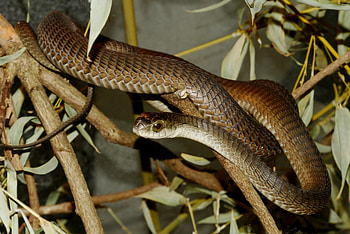Boomslang, Dispholidus typus, African serpent, Venomous reptile HD wallpaper