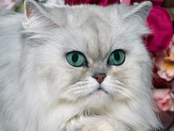 Okay... I take it back!, kitten, white, upset, not in mood, silver shaded persian, cute, mad HD wallpaper
