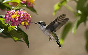 Animals, Flowers, Leaves, Humming-Birds, Bird, Sunny, Nectar HD wallpaper