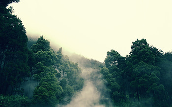 Jungle backgrounds, , Stunning visuals, Beautiful HD wallpaper