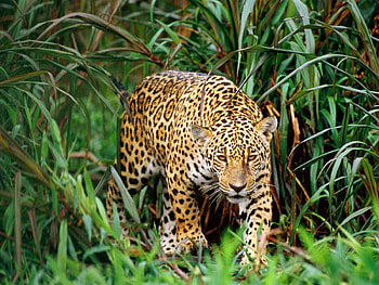 Animals, Leopards HD wallpaper