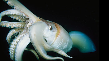 Giant Squid, squid, animal, water, giant HD wallpaper