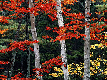 Autumn Trees in Forest, trees, autumn, forests, nature HD wallpaper