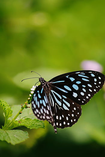 Close-up of a blue tiger butterfly perched on green foliage with a soft, blurred background. HD phone wallpaper