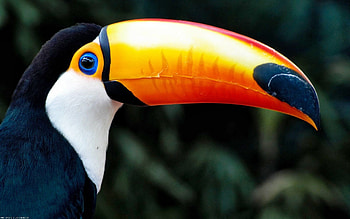 Toucan, Toco Toucan , Top backgrounds, Vibrant colors HD wallpaper