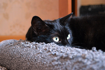 Animals, Cat, Lies, Muzzle HD wallpaper