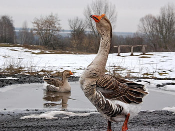 Showing Off, water, snow, long neck, ice HD wallpaper