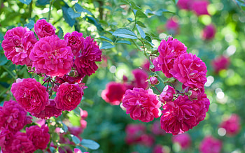 Roses, summer, rose, pink, green, flower, trandafir, nature, vara HD wallpaper