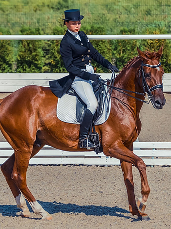 Debunking dressage myths, Horse-friendly training, Ethical dressage practices, Horse well-being HD phone wallpaper