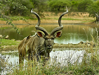 Nyala, africa, animal, animals, antilope HD wallpaper
