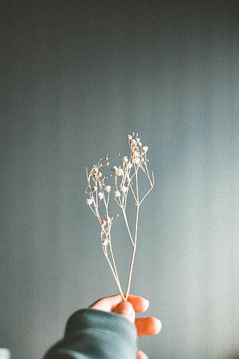 Macro, Hand, Branch, Fingers, Herbarium HD phone wallpaper