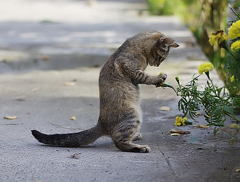 Curious Kitty, kitten, animal, shadow, kitty, concrete, sidewalk, cute, furry, feline, hind legs, flower, curious, pathway, cat, paws, tail, ray, plant, yellow, funny HD wallpaper