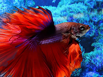 RED FIGHTING FISH, FISH, FIGHTING, , RED HD wallpaper